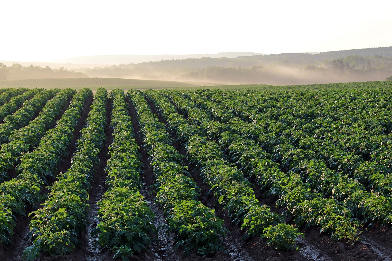 The Role of Agriculture in Sustainability